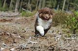 BERGER AUSTRALIEN PUPPIES 026